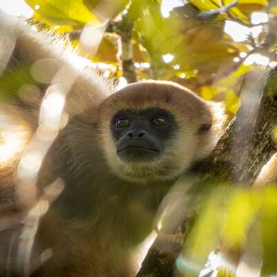Muriqui capa 401 x 401